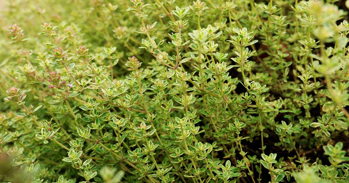How to Plant and Grow Lemon Thyme